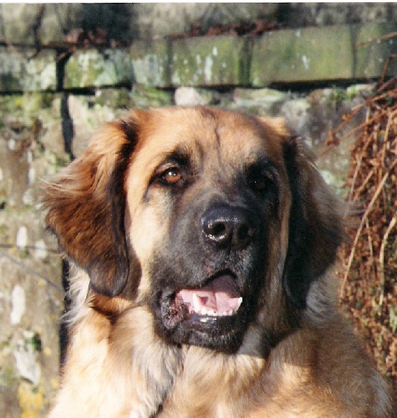 Gaétane gaudeamus du Bouc D'Or