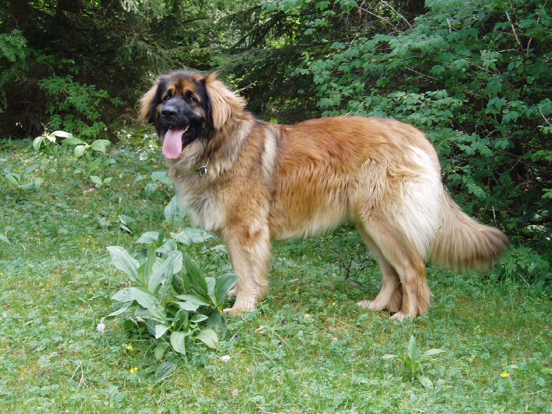 Ulsanne du Clos de la Wittmatt