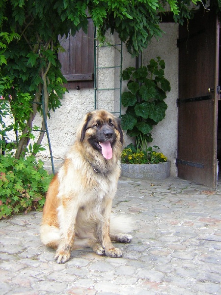 Ulysse du Clos de la Wittmatt